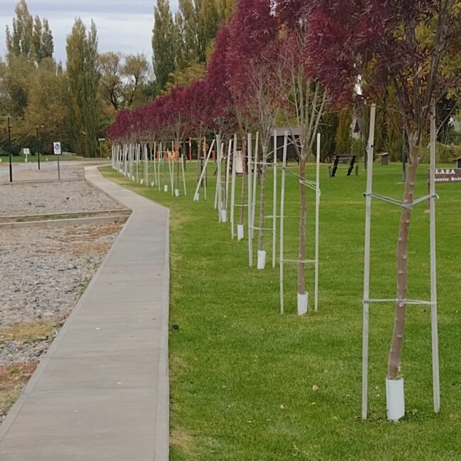 Forestación de espacios comunes
