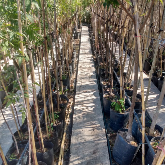 Colocación de plantas